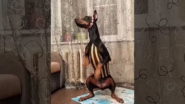 Делай как я, повторяй за мной и будешь всегда в форме!