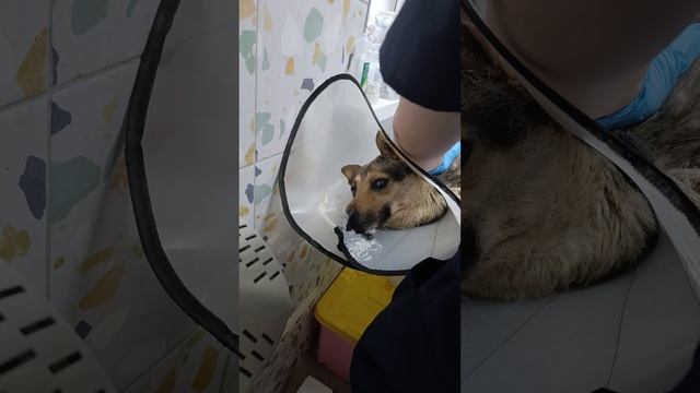 Собачка спинальник просит помощи