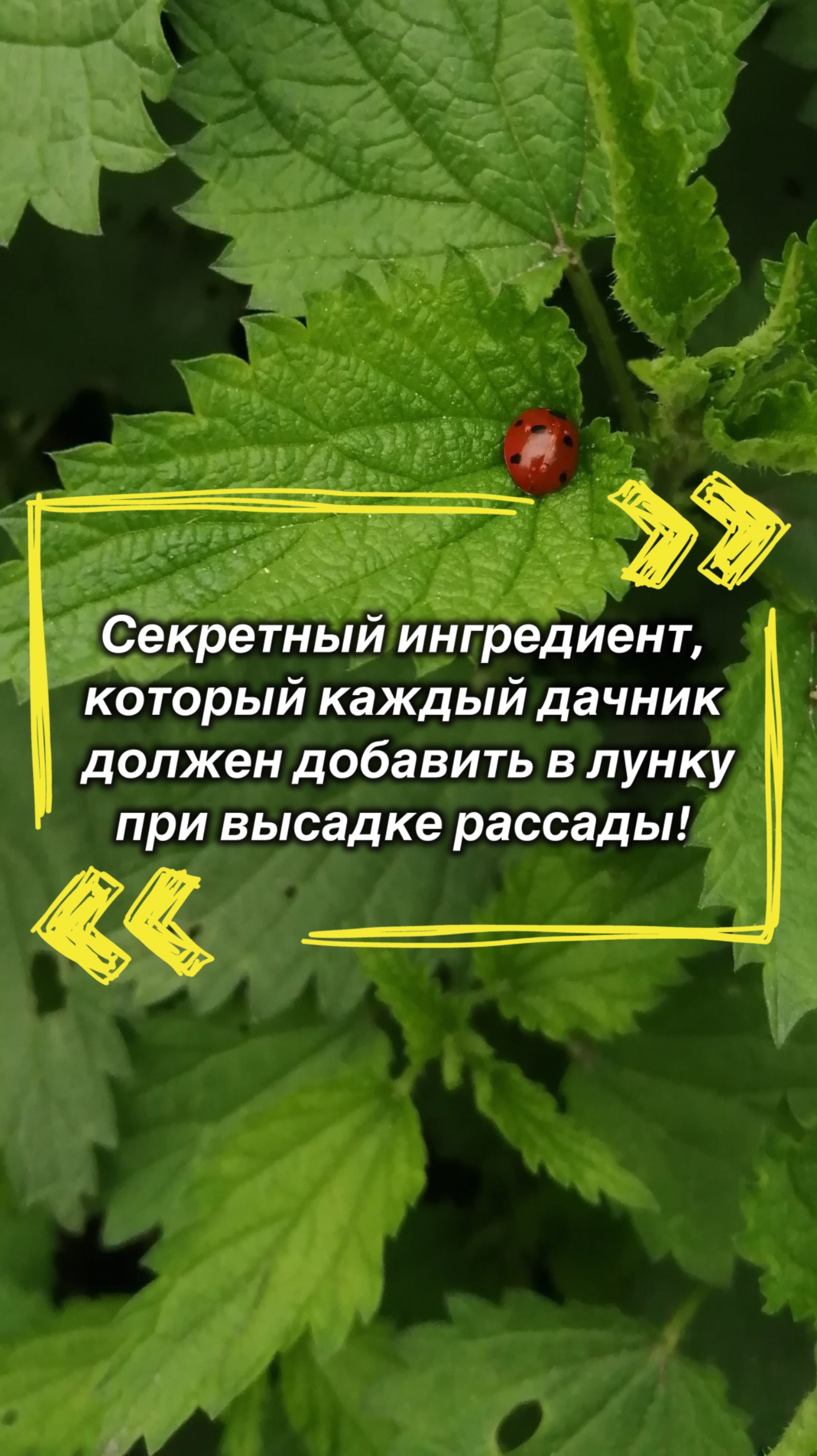 Что даёт крапива при гниении в лунке для рассады