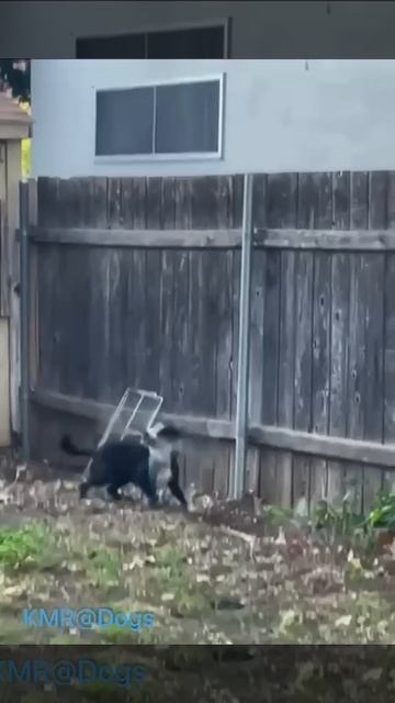 Кунг-фу собака😂🥋 ( видео про собак )