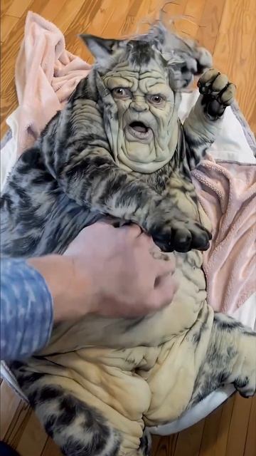 Котоденьга