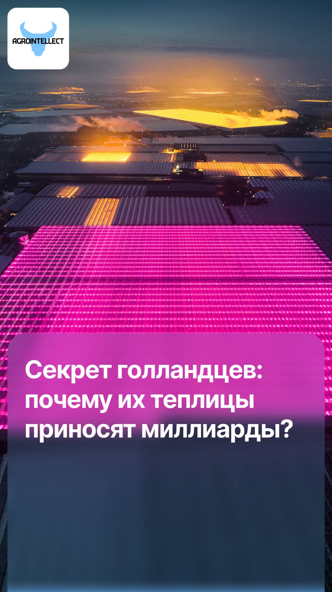 Секрет голландцев: почему их теплицы приносят миллиарды?