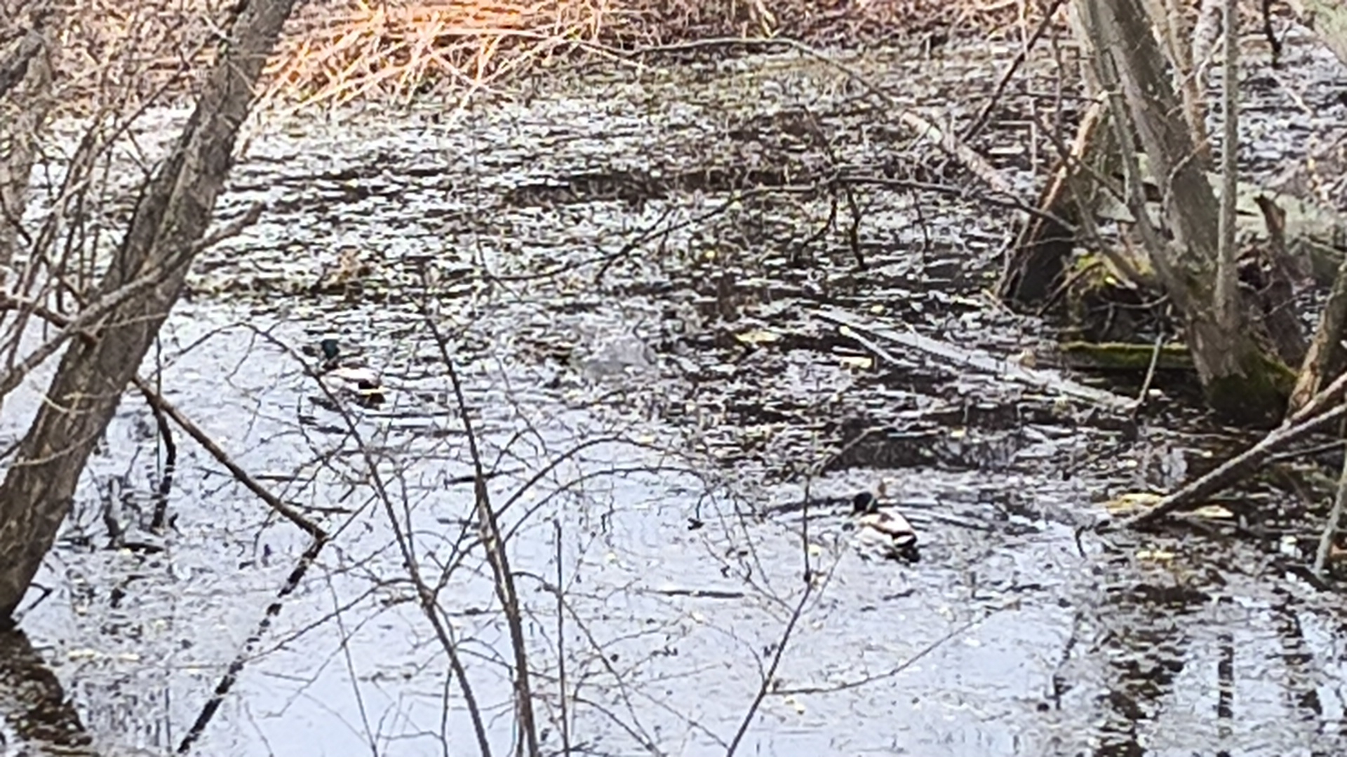 УТКИ 🦆🦆