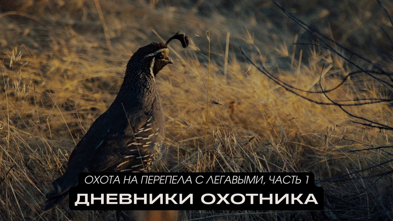 Охота на перепела с легавыми, часть 1. Дневники охотника