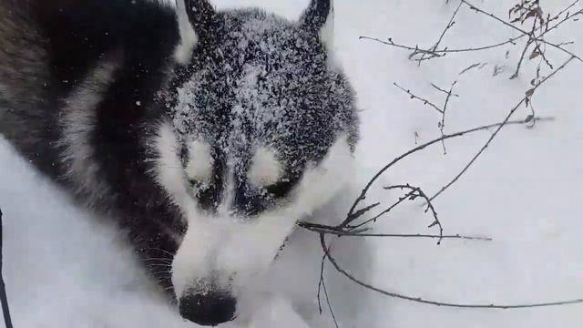 Воскресная прогулка с хаски..Sunday walk with the huskies