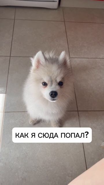 Любовь с первого взгляда! #помски #хаски #минихаски #шпиц #щенок #cute #baby #pomsky #smalldog