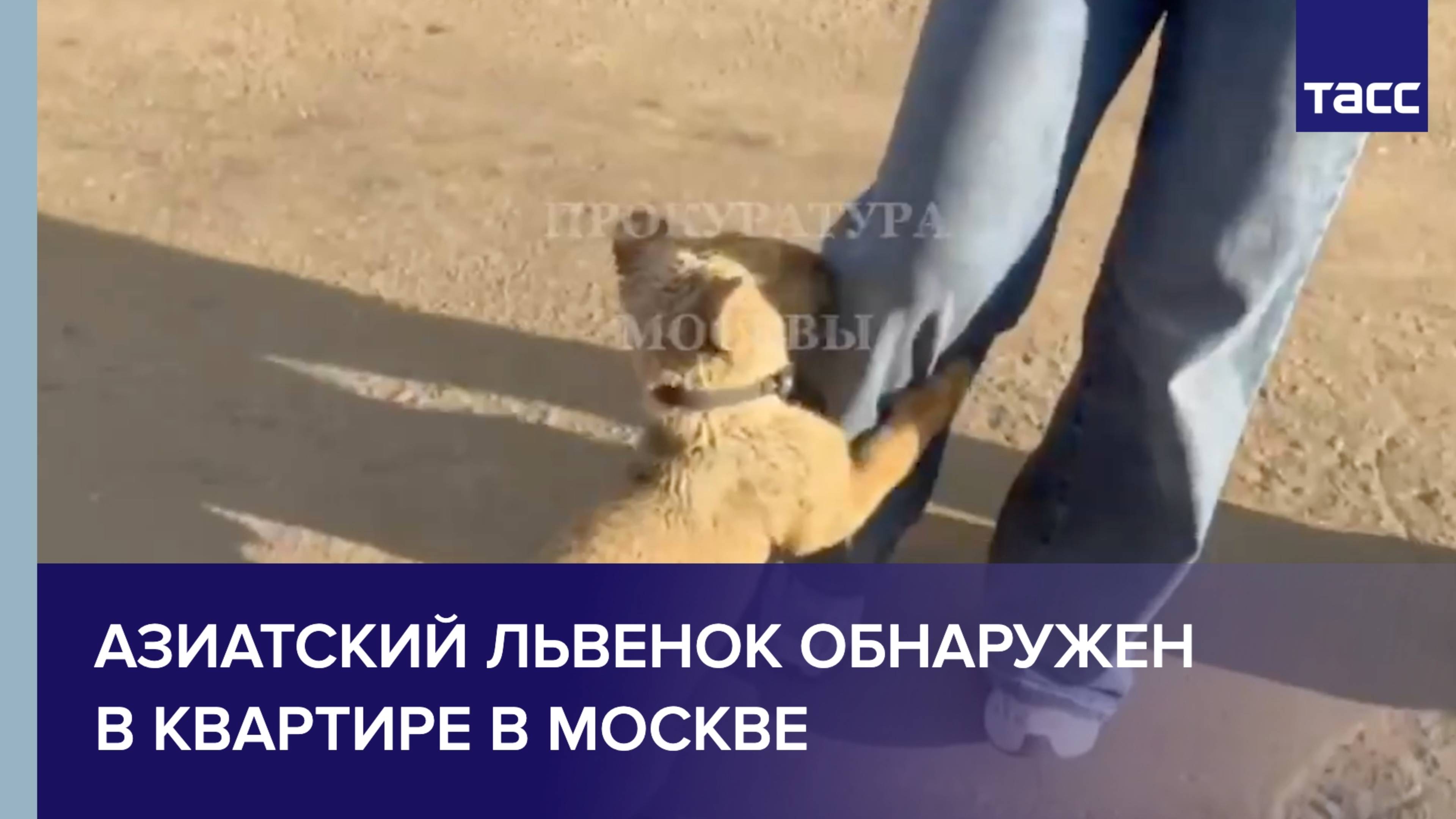 Азиатский львенок обнаружен в квартире в Москве