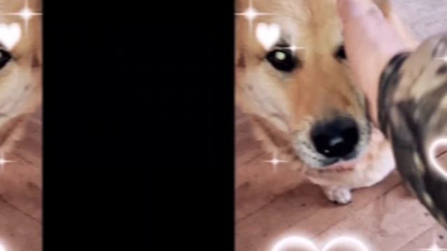 1000024388.mp4 (Собака смотрит на электроснабжение нового дома А-фрейм)