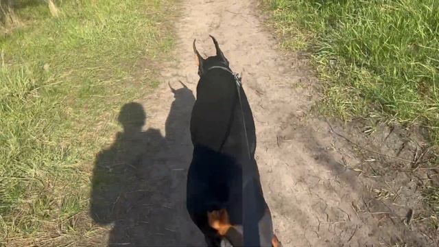 Доброе утро!😎 #doberman