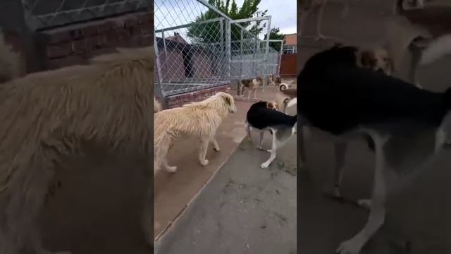 Знакомьтесь, главный альфач Китая — пёс по имени Король Чарльз
