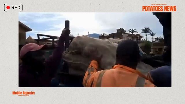 Cameroon Farmer Unloads Imported Seed Potatoes | Partner With Us!