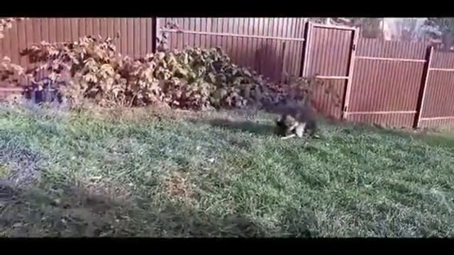 Готовы к переезду щенки немецкой овчарки длиннош. 3мес