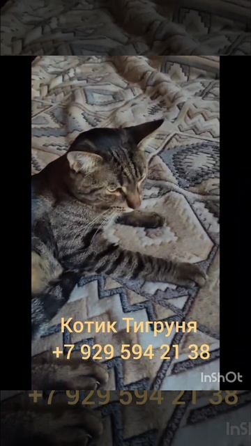 Тигруля - маленькое чудо с огромным сердцем! Ищем ему любящую семью!