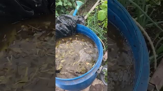 Лучшая азотная подкормка для растений в мае и июне-экстракт сорняков