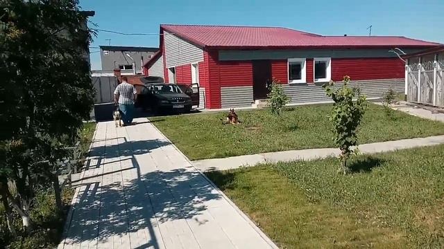 Нем.Овчарка Брут.Идеальная выдержка при супер раздраж