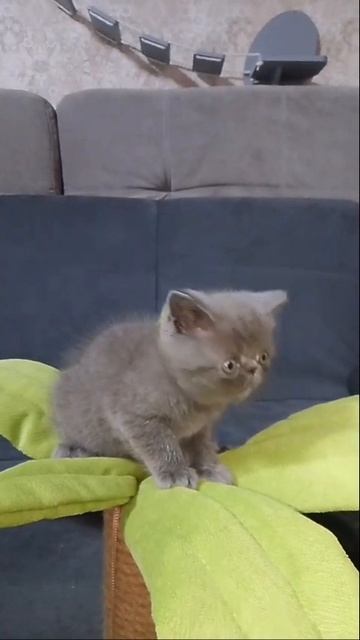 Экзотическая кошечка. Голубой окрас.