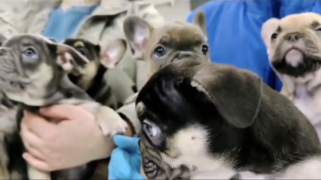 Наши малыши французских бульдогов.