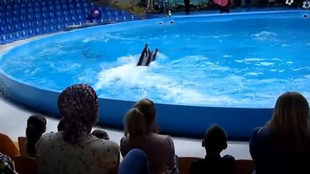 ДЕЛЬФИНЫ ТАНЦУЮТ ЛАМБАДУ DANCING DOLPHINS