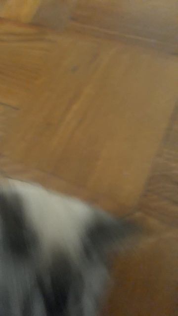 20250523_124402.mp4