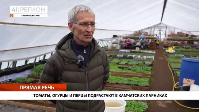 ТОМАТЫ, ОГУРЦЫ И ПЕРЦЫ ПОДРАСТАЮТ В КАМЧАТСКИХ ПАРНИКАХ • ПРЯМАЯ РЕЧЬ
