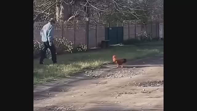 СОСЕД ПРОТИВ ПЕТУХА