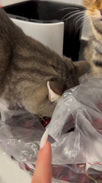 Кошачья банда и черешня 🐱