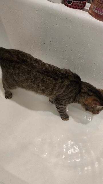 котик в воде
