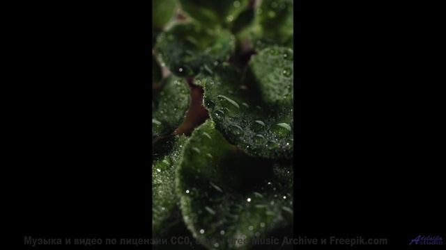 Песня, которая начинается с 'поехали' и не заканчивается никогда - Bouncing -- HoliznaCC0 -- Power P
