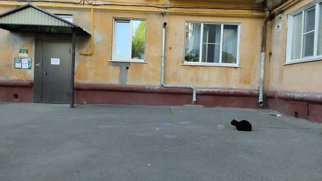 Котэ и Голубэ 😈
