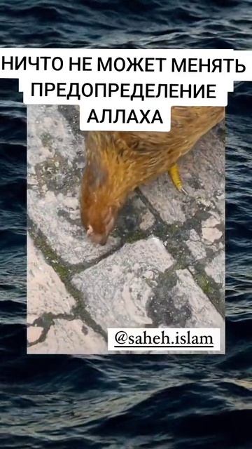 Ничто не может менять предопределение Аллаха!