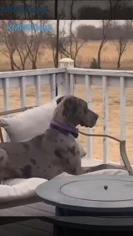 Ой, а я на кошке лежал?😂 ( видео про кошек и собак )