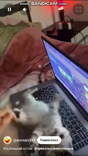 Маленький котик