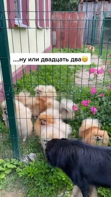 🐾🐾доброе утро #померанскийшпиц #собака #pets #funny #шпиц #юмор #puppy #funnyanimal