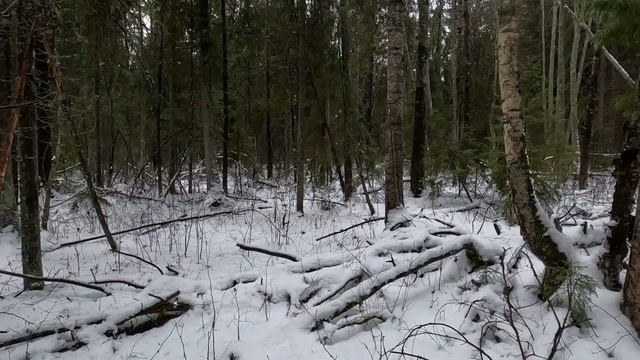 ОХОТА НА ЗАЙЦА С ГОНЧИМИ В КАНУН РОЖДЕСТВА! ДОБЫЛ В ТЕМ