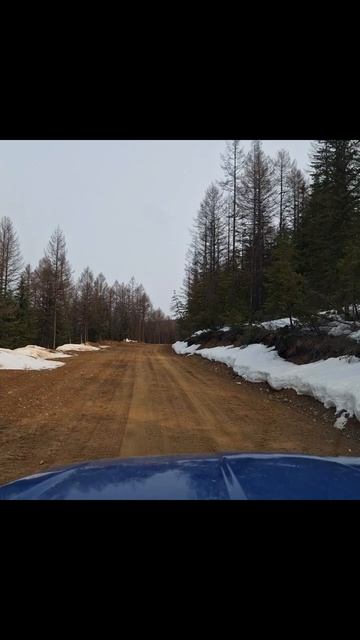 медведь