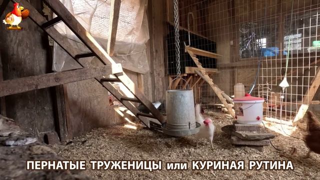 Куры несушки свободного выгула и их обычная куриная рутина – эпизод (340)