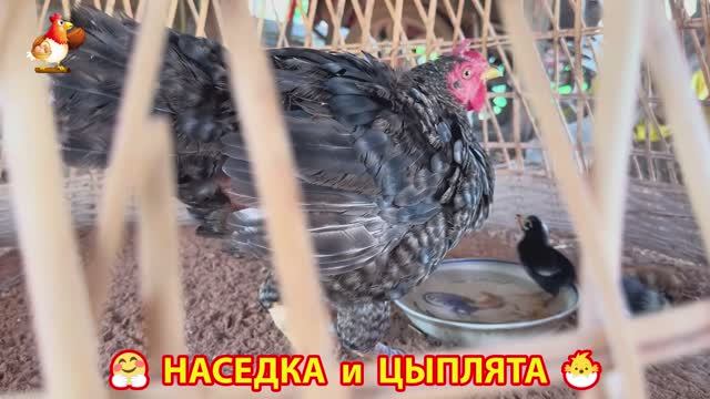 Наседка с цыплятами гармония во дворе 🦆🤗❣️(2)