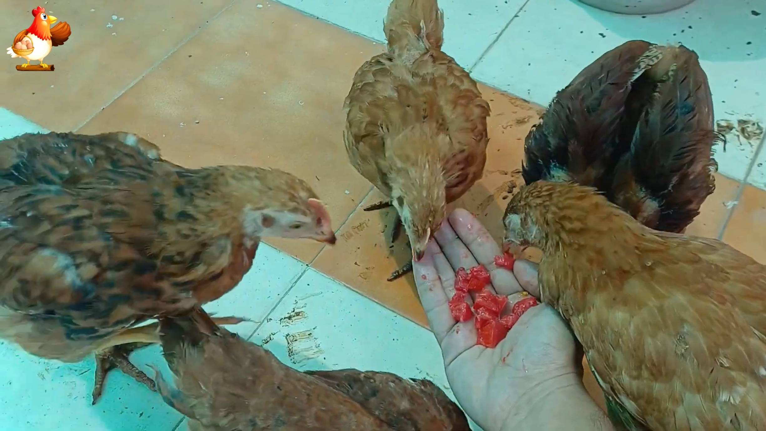 Цыплятам Род Айленд 78 дней ❣️🐤🐥😂
