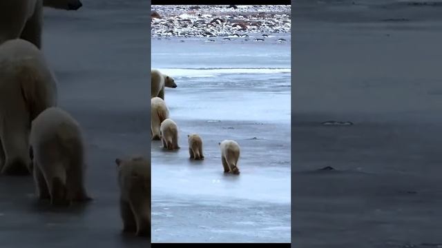 Без слов).