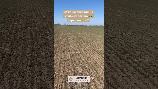 Важливі операції на слабких посівах зернових🌾Аналіз