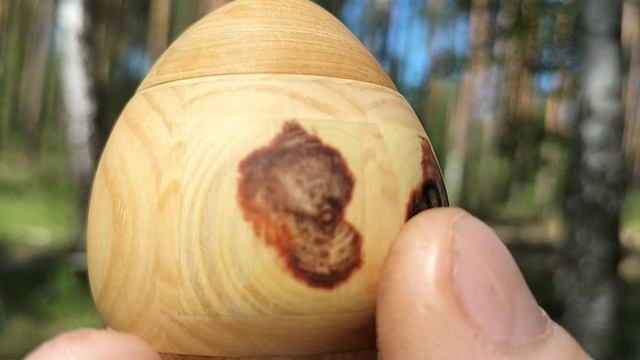 Шкатулка в весеннем лесу в дупле сосны