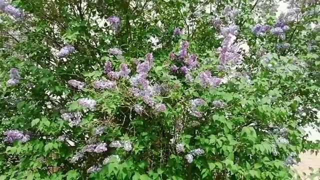 Сиреневый букет
