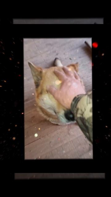 1000024386.mp4 (Собака смотрит на электроснабжение нового дома А-фрейм)