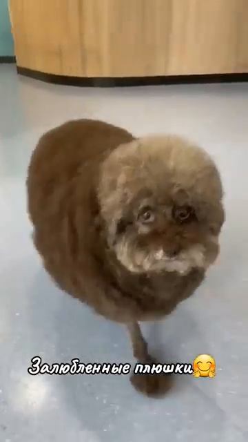Домашние любимчики