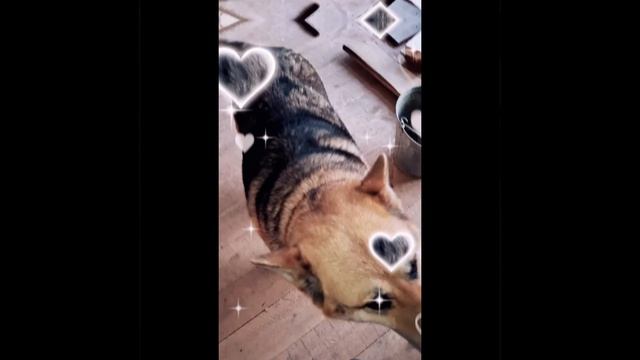 1000024361.mp4 (Собака смотрит на электроснабжение нового дома А-фрейм)