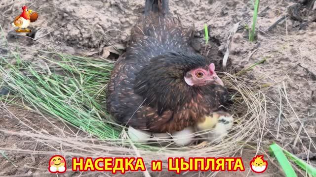 Наседка с цыплятами гармония во дворе 🦆🤗❣️(1)