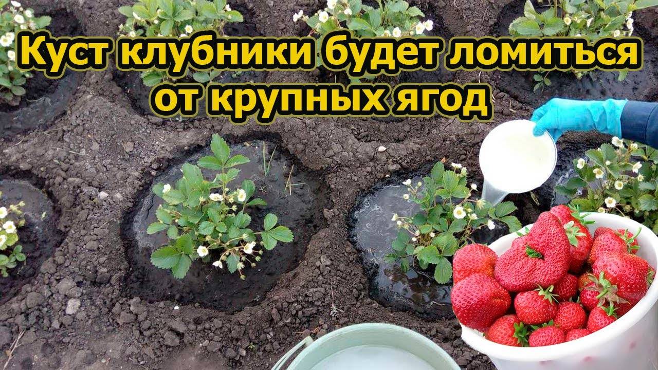 Весенняя подкормка клубники 🍓 | Проверенная схема — ягоды как на дрожжах!