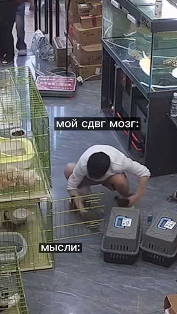 Сдвг котята