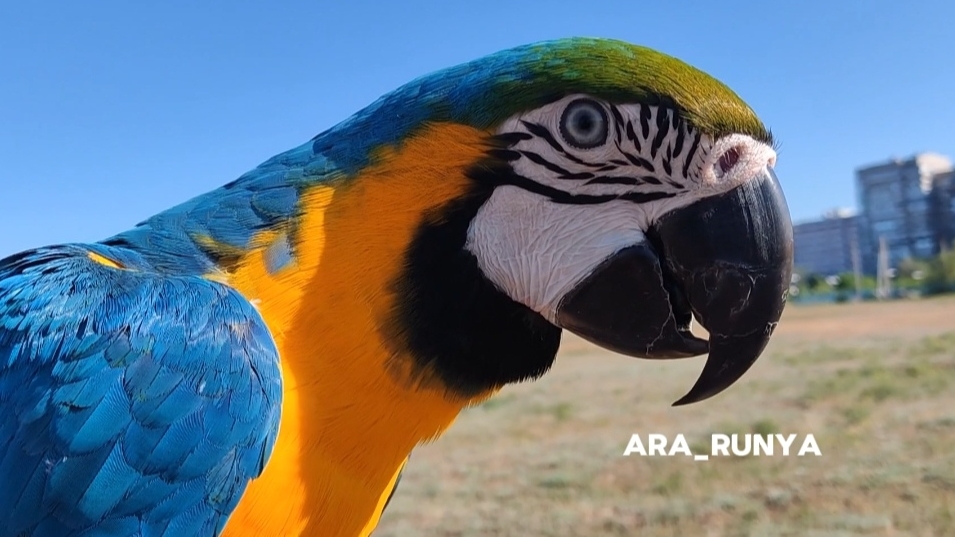 Говорящий попугай ара Руня