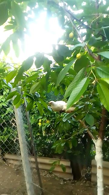 VID_20250523_182349.mp4